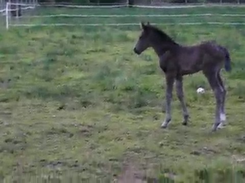 Poulain Adorador 5 jours