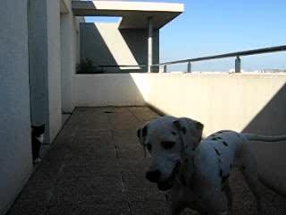 Vanille1