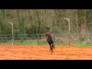 Dirk du Breuil aux Biches