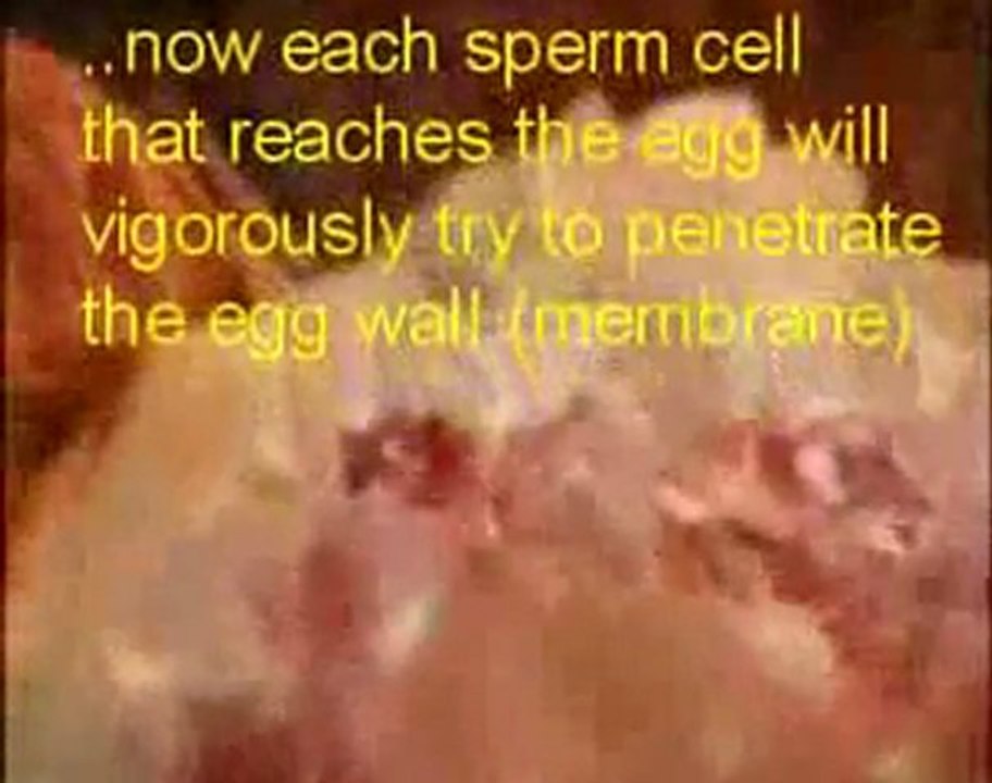 fertilization