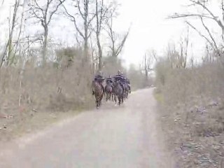 SPEED VELIB - COULEE VERTE