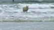Un mouton qui fait du surf............