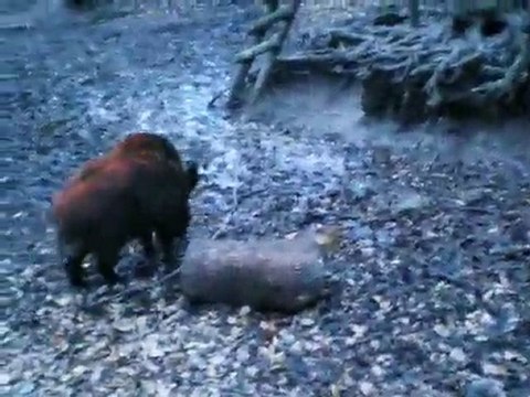 Ballon de bois pour sanglier