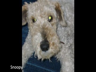 A mon amour de chien