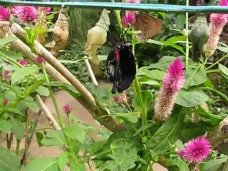 Eclosion d'une chrysalide de papillon