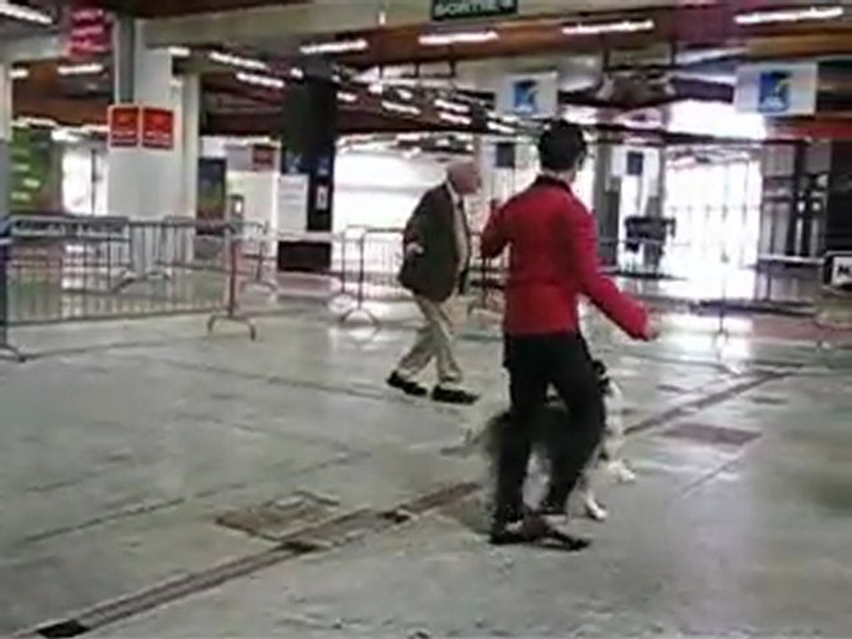 La confirmation d'Eiko des loups gris d'Occitanie