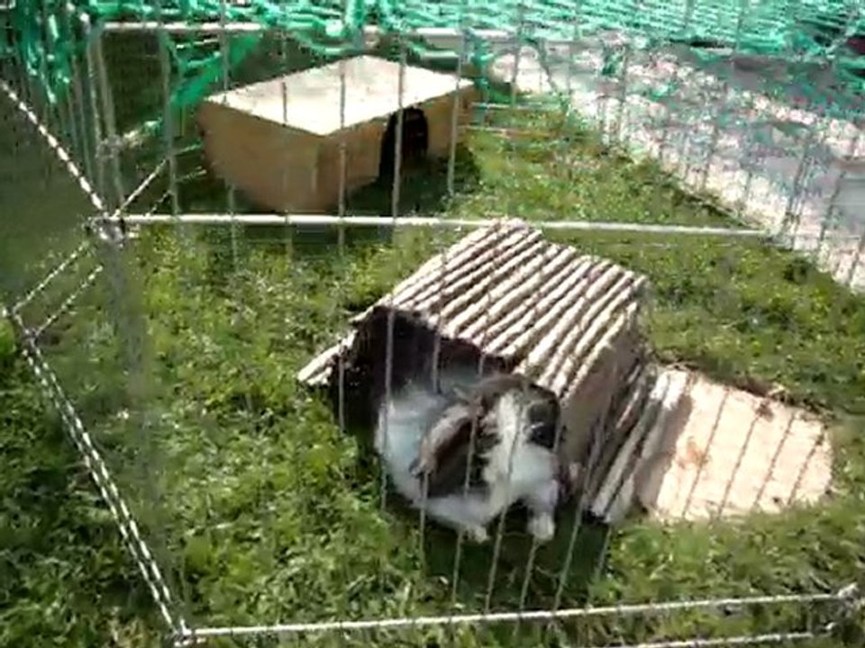 MOV00944 bélier teddy angora des pimpims teddy's du cabanon