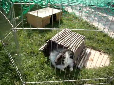 MOV00944 bélier teddy angora des pimpims teddy's du cabanon