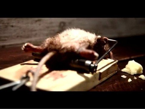 Nolan's Cheddar Peynir Reklamı