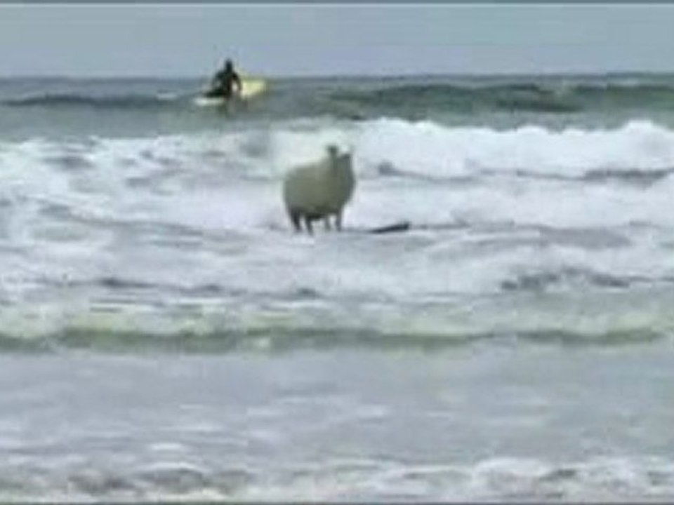 A ovelha surfista