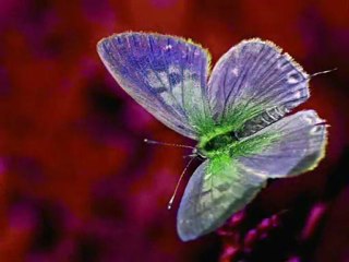 Imagenes en Animacion