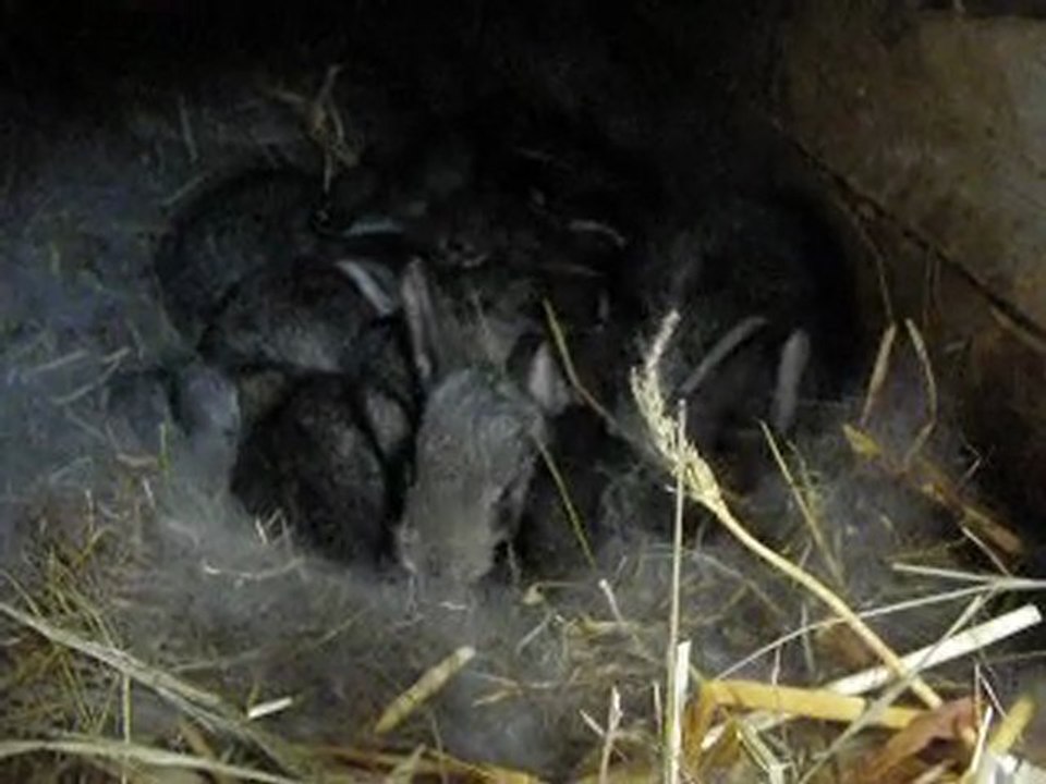 bb géant des flandres à 18 jours