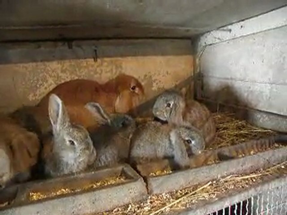 bb bélier géant français