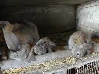 bb bélier géant français