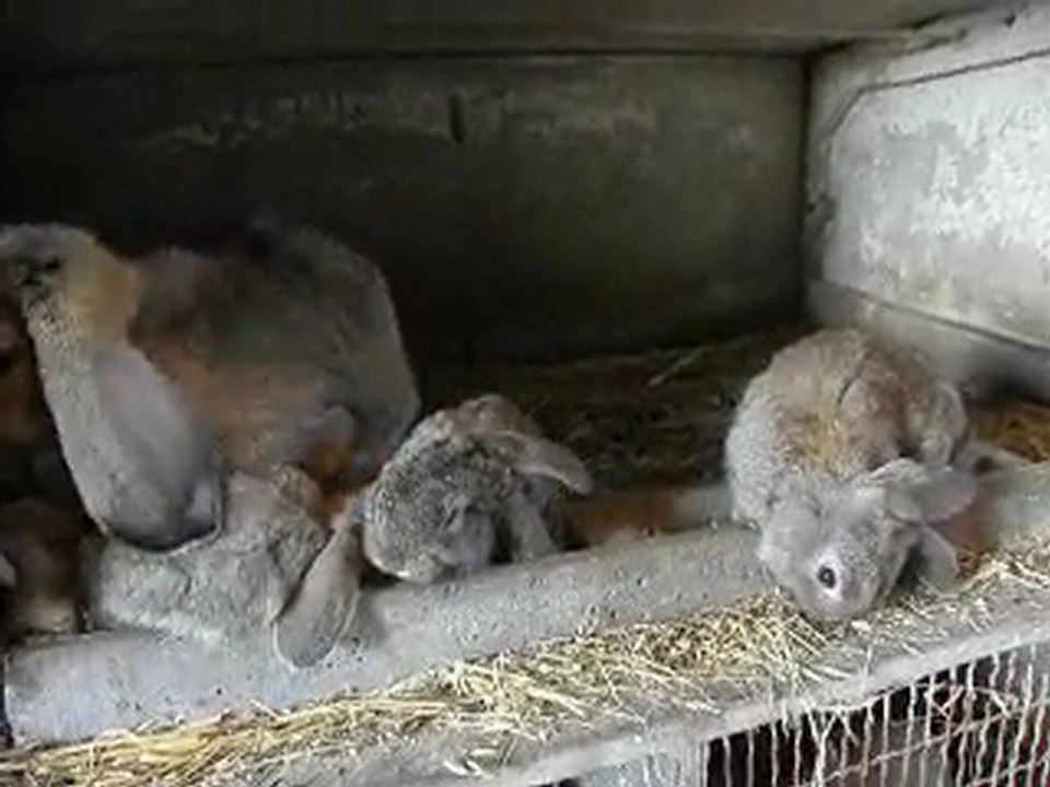 bb bélier géant français