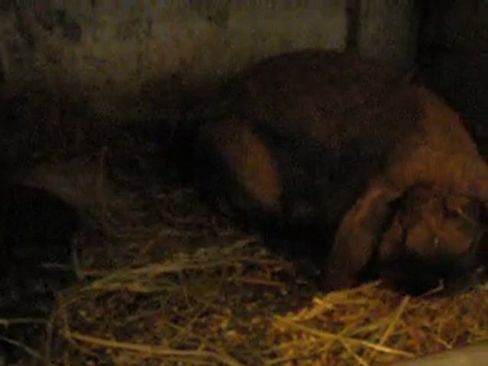 bb bélier géant français