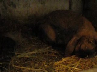 bb bélier géant français