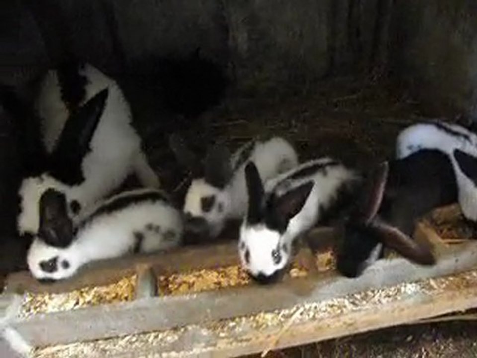 bb géant papillon français