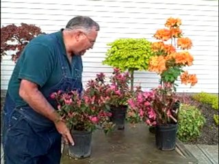 Pruning Azalea Bushes