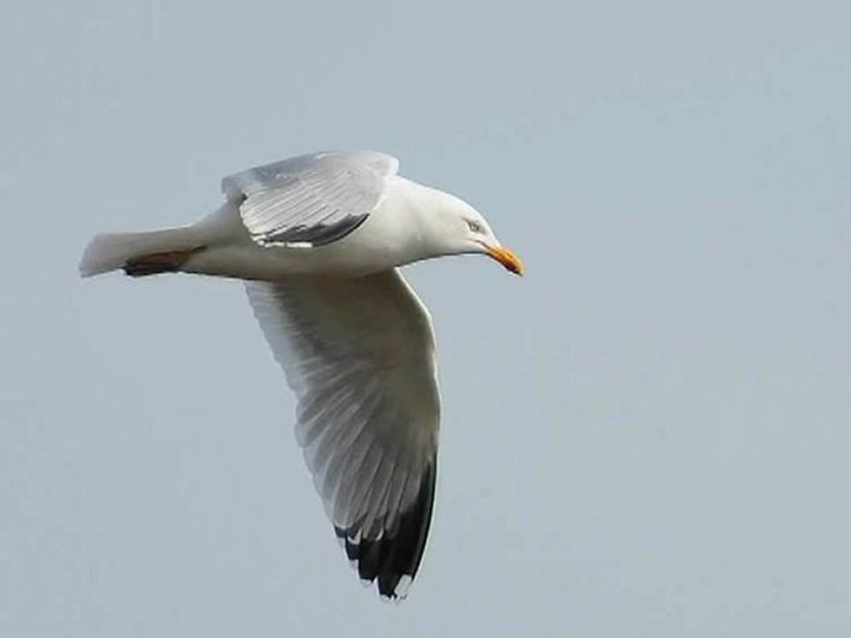 les goelands du cap frehel