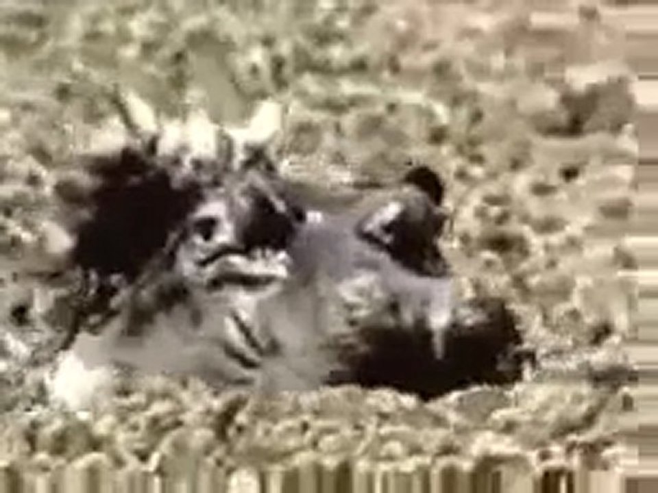 la vie privée des animaux