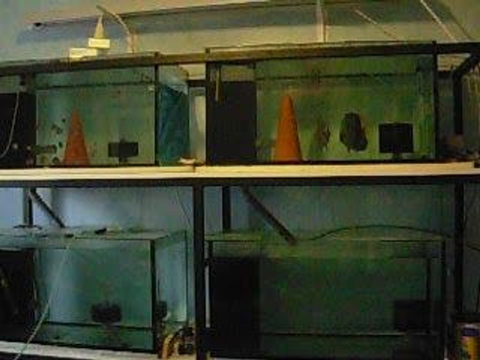 rootdiscus aqua repro