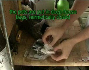 Tohumdan Nasıl Kaktüs Yetiştirilir