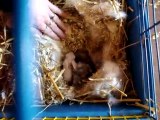 MOV00945 lapine bélier teddy angora et ses bébés de 13 jours