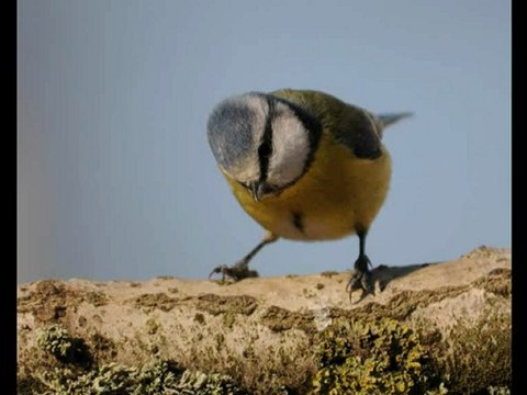 Mésanges bleues 2010
