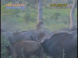 BUFFALO VS LION　DANGER ANIMAL FIGHT　DEAD