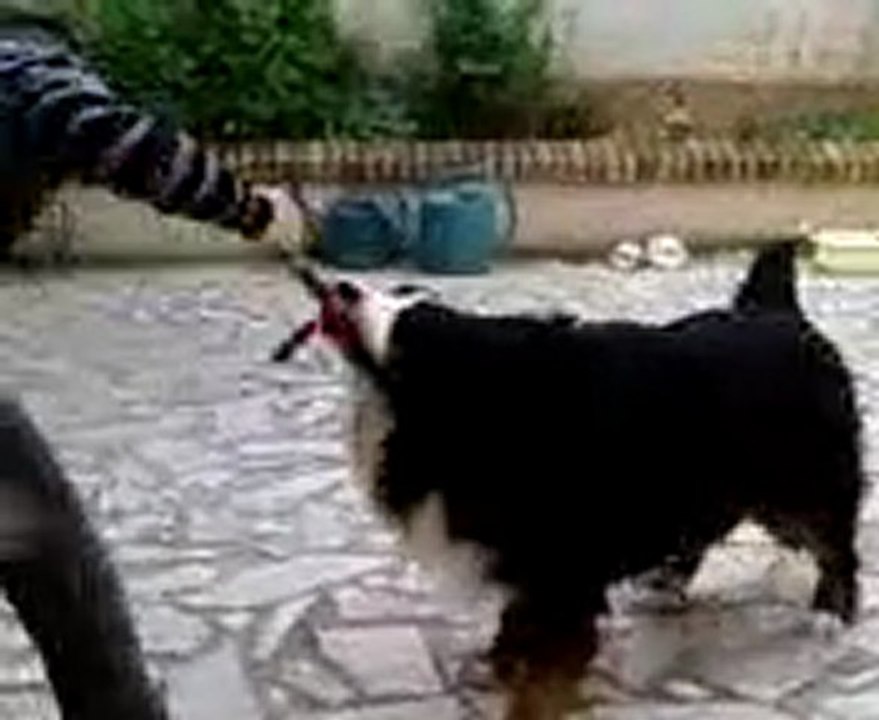 Vidéo+doggy et sa corde