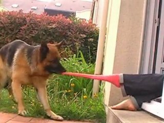 Berger Allemand - Cooper enlève les chaussettes !
