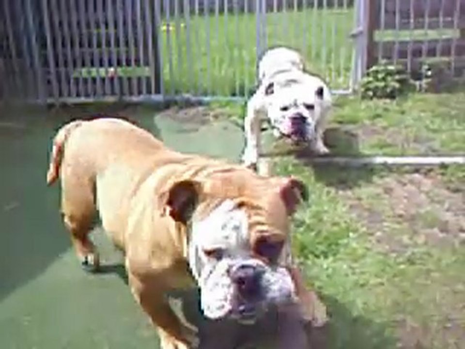 08.05.10 bulldogs