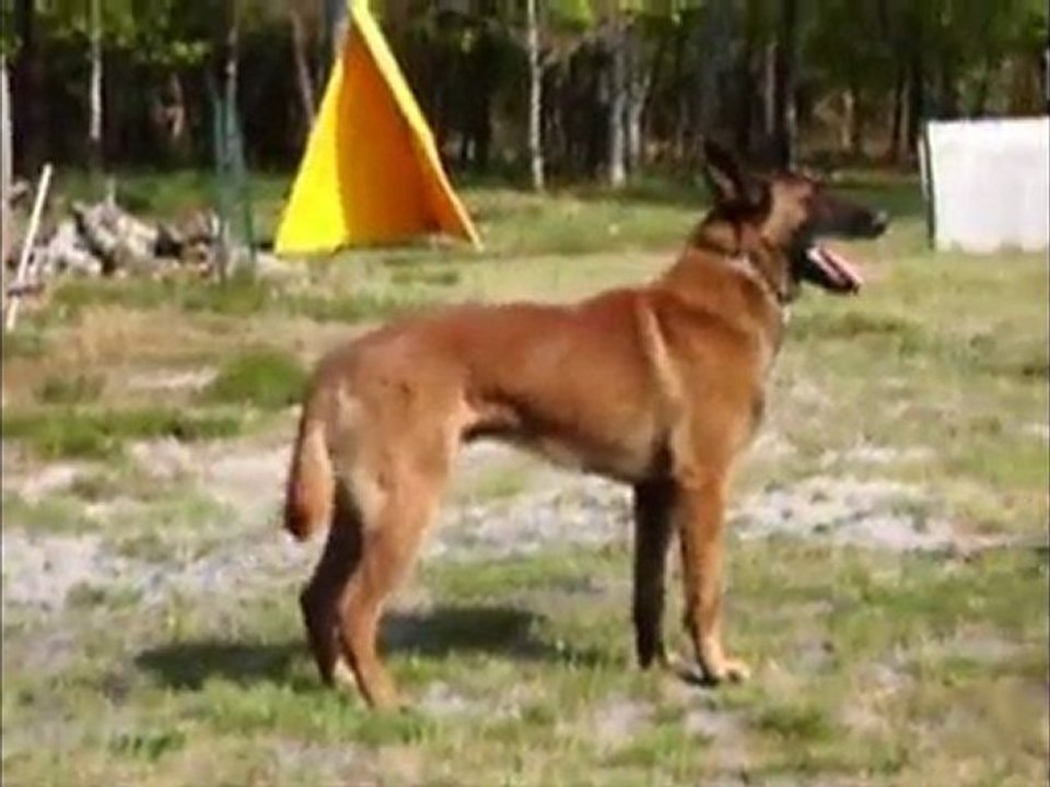 OBEISSANCE RCI - CRACK - MAI 2010