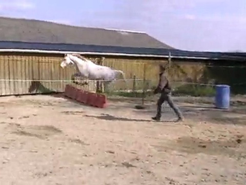 Ecurie du Nevez Opale de toulven