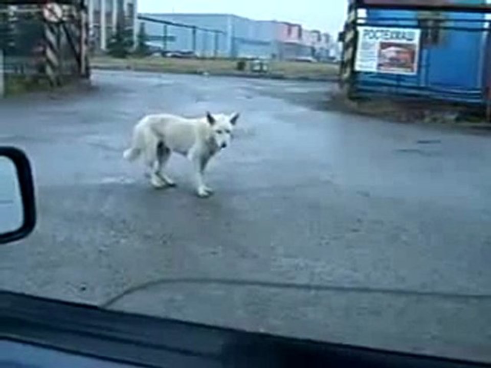 Chien dans une rave