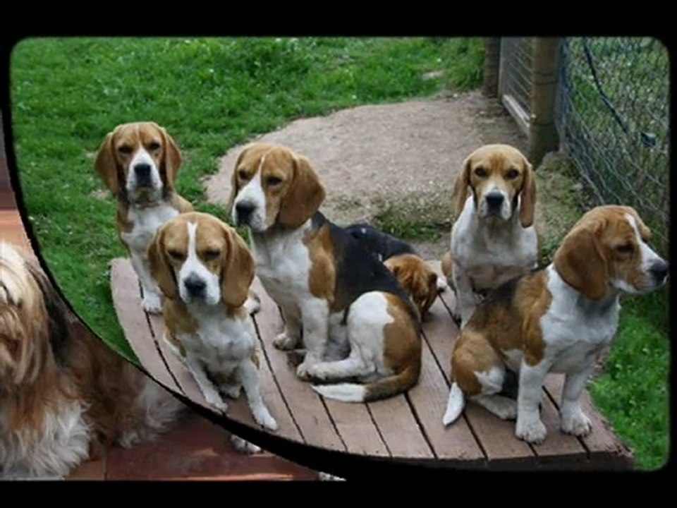 pour sîte mes beagles