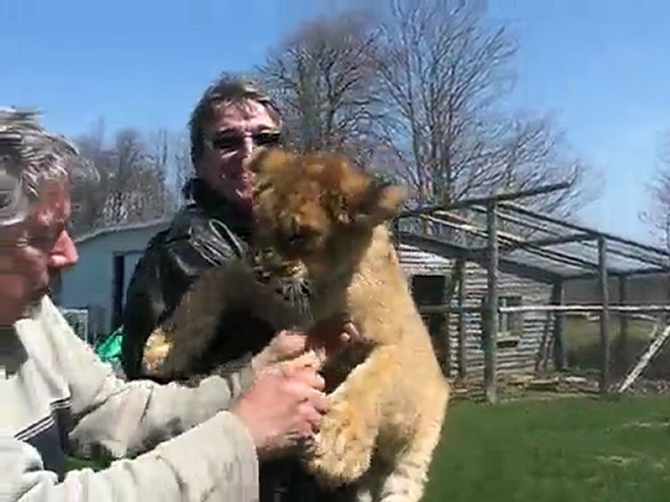 québec 2010 visite chez Jean Lion tigre loup 025