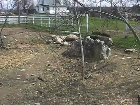 québec 2010 visite chez Jean Lion tigre loup 091