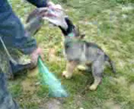 FALBALA du Domaine E-Toiles Filantes