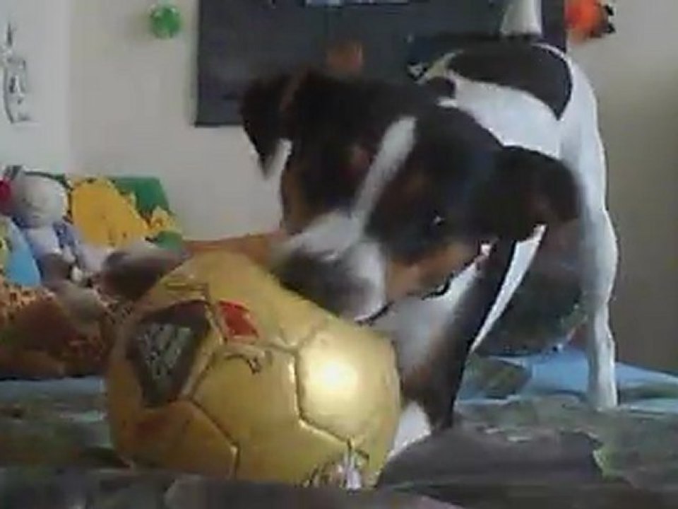 Ma chienne Maïka