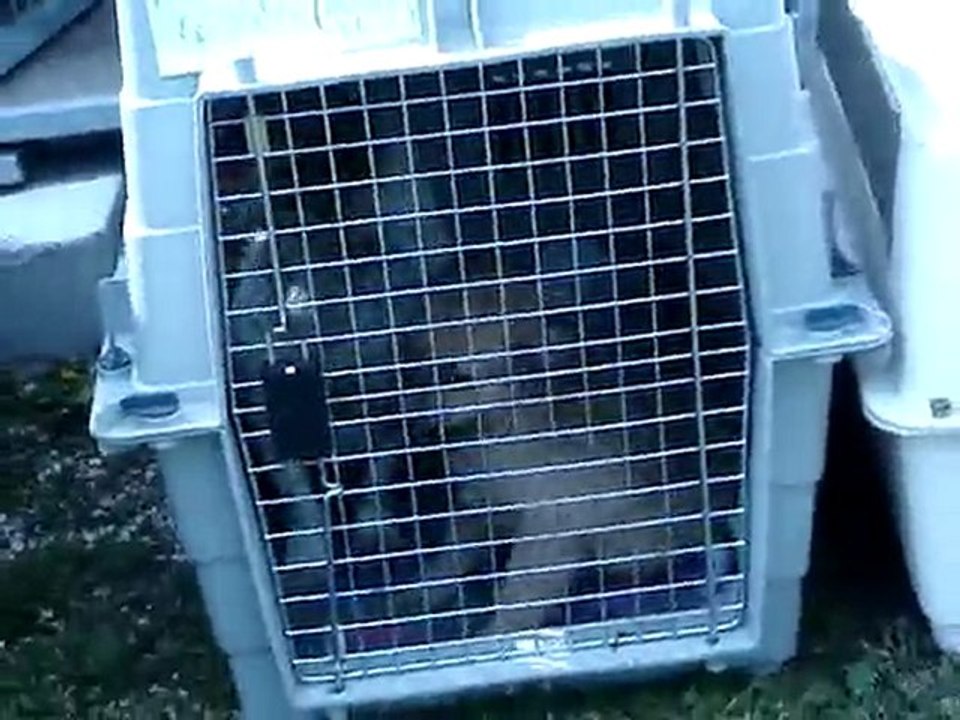 arrivée d'Alice