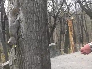 québec2010 mont royal et marche 047