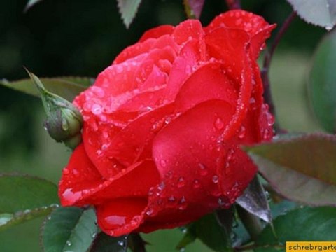 Ohne Dich kann ich nicht sein