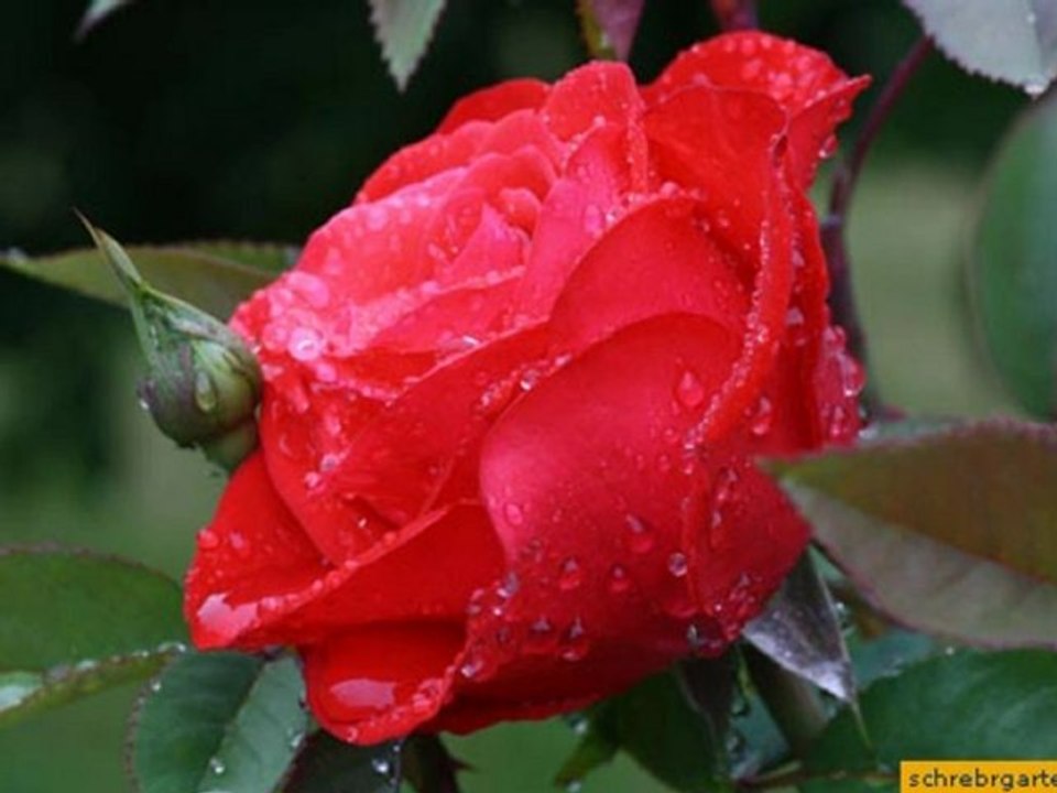 Ohne Dich kann ich nicht sein