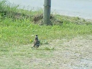 Bird with Broken Wings