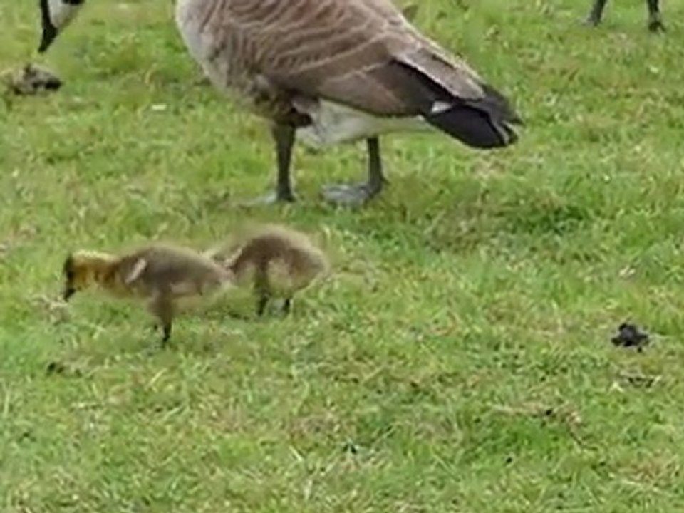 Kanadische wildgänse