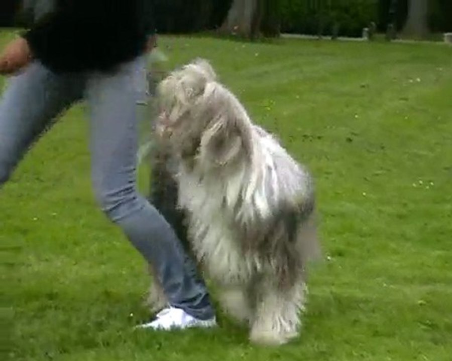Chienne, Chapkaaa