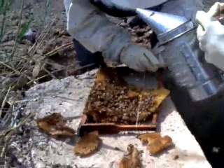 Ana Su Vanası kapağından arı almak [Part2]