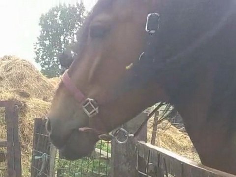 journée repos pour balou en prairie